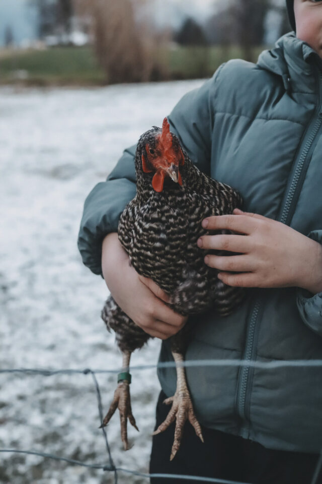 Junge in einer dicken Jacke, der eine Henne gefangen hat.