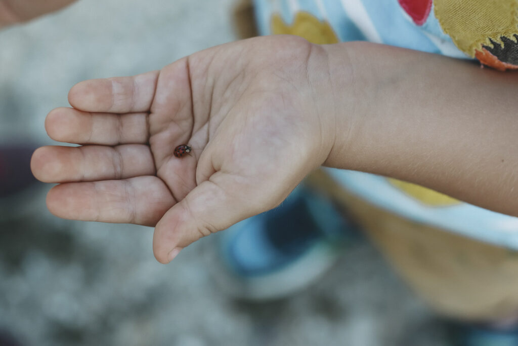 Kinderhand, die einen Marienkäfer hält.