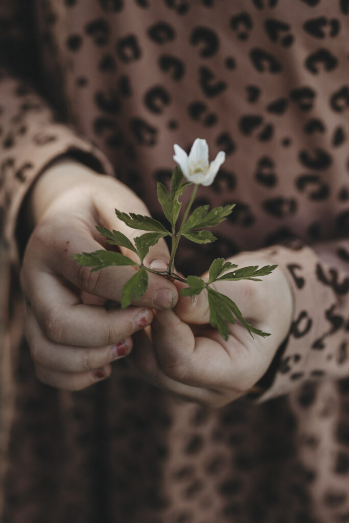 Kinderhände, die eine weiße Blume halten.
