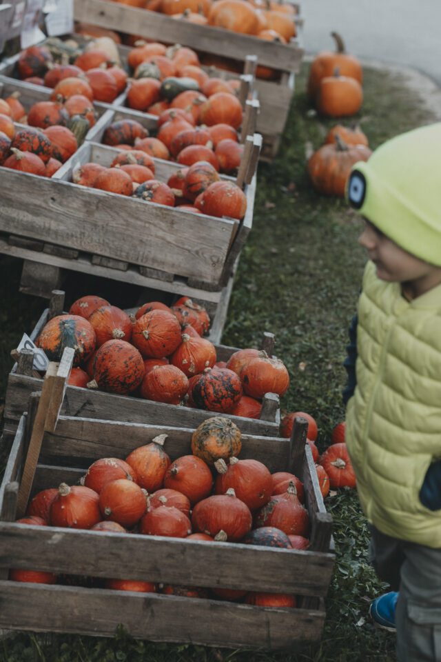 Mehrere Kosten voller kleiner Kürbisse und ein Junge, der neugierig in die Kisten schaut.