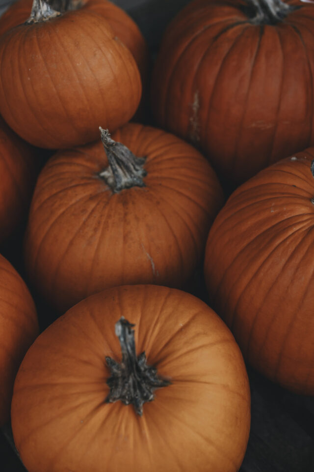 Mehrere orange Kürbisse nebeneinander.