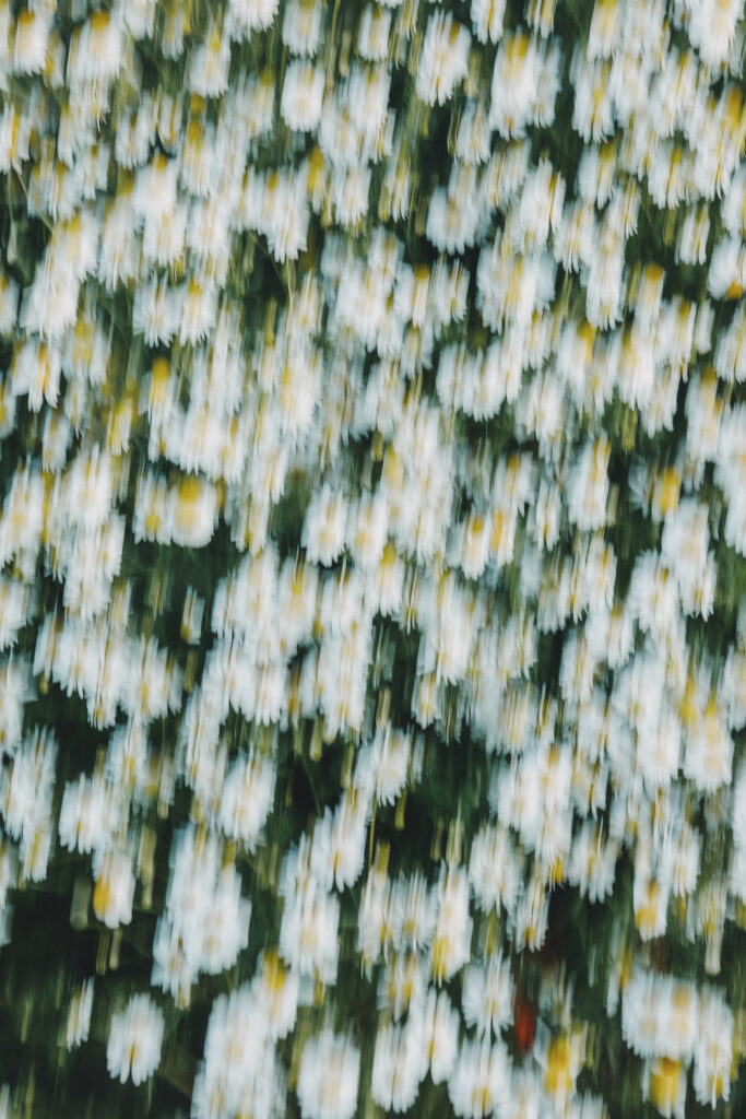 Eine Wiese voller Margeriten. Fotografiert mit Doppelbelichtung, sodass eine Unschärfe entsteht.