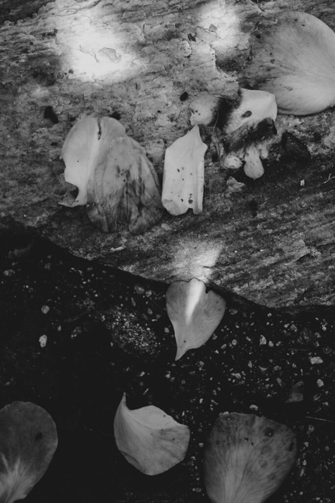 Schwarz-Weiß-Bild. Roseblätter auf Steinen im Spiel mit Licht und Schatten.