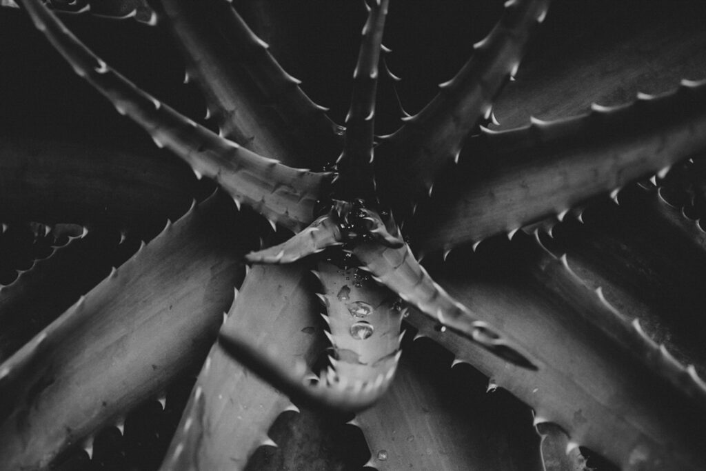 Schwarz-Weiß-Bild. Detailaufnahme und Stacheln einer Aloevera-Pflanze mit Wassertropfen.