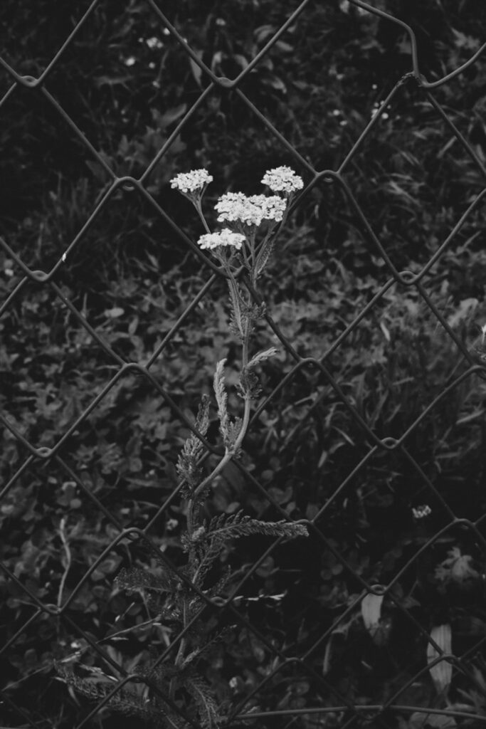 Schwarz-Weiß-Bild. Blume, die an einem Zaun hochwächst und sich festhält.