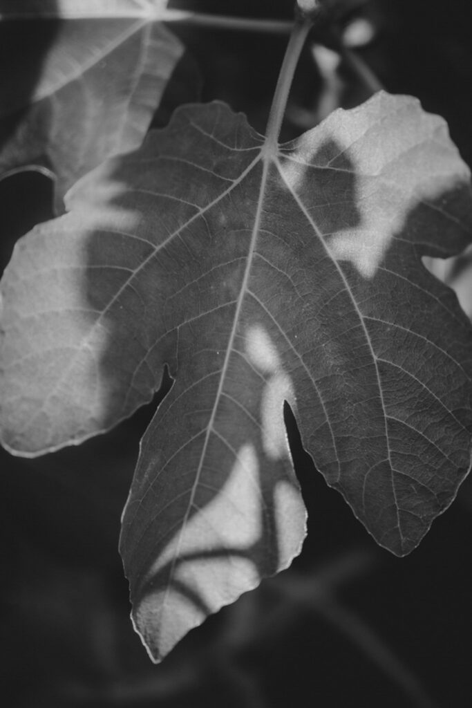 Schwarz-Weiß-Bild. Feigenblatt mit Strukturen und Linien.