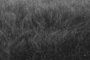 Schwarz-Weiß-Bild. Langes Gras das durch Wind und Wetter zerdrückt ist.
