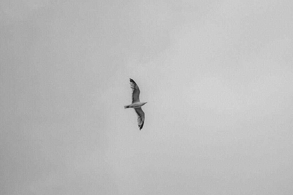 Schwarz-Weiß-Bild. Möve fliegend am Himmel.