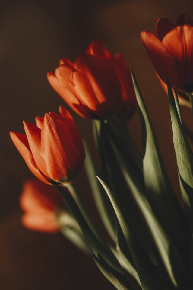 Rote Tulpen im Abendlicht.
